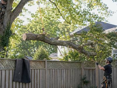 Tree trimming in progress on a mature tree