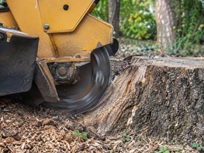 Fresh wood chips around a stump being ground out
