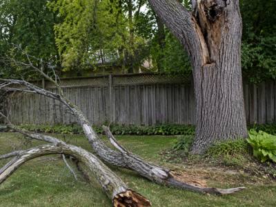 Dead branch broken off a tree and hanging in the canopy
