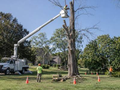 Large tree trunk cut into rounds after a removal