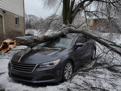 Fallen dead branch lying beside a parked car