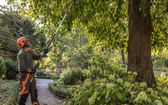 Climber thinning the upper crown of a leafy tree