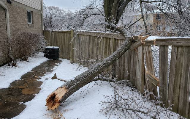 Dead branch hanging above a wooden fence in a backyard