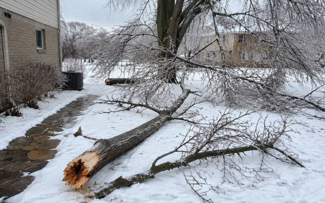 Broken dead branch in a leafless tree during winter