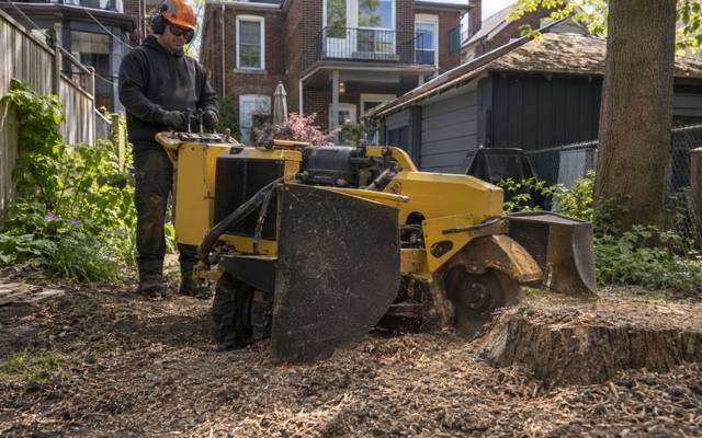 Stump grinder cutting an old tree stump down below the lawn