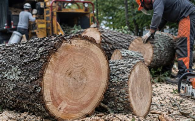 Crew taking down a large tree in sections beside a house