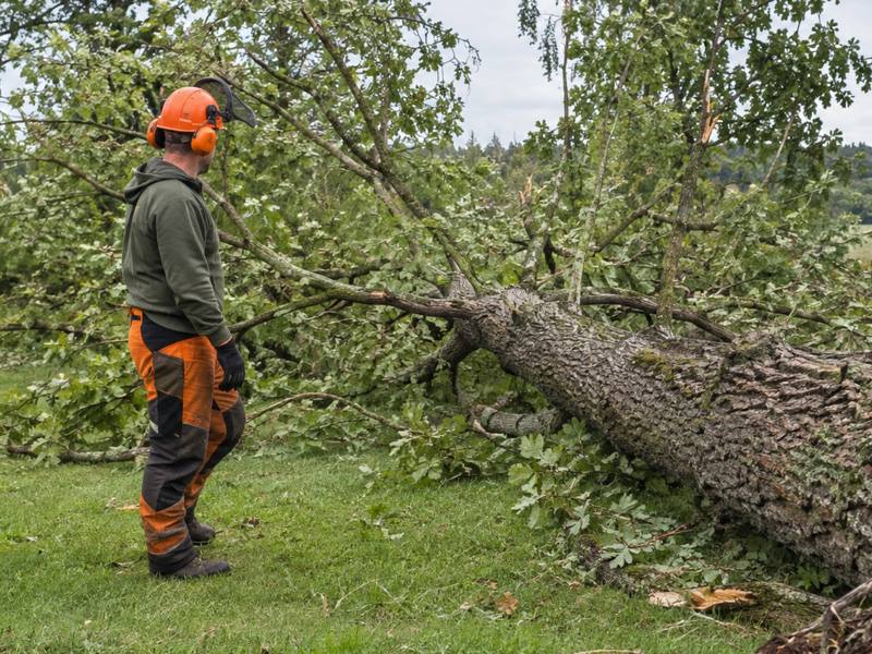 Tree removal underway with logs and brush on the ground